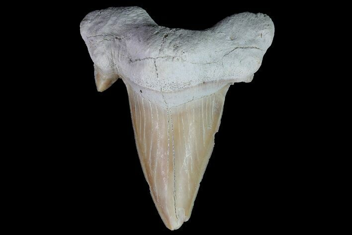 Otodus Shark Tooth Fossil - Eocene #67174